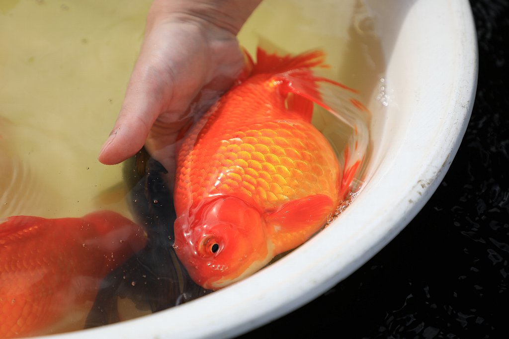 ユーザー訪問】900坪の敷地に高級金魚が10,000匹以上☆オランダ獅子頭愛がハンパない野浪 浩さん（三重県津市） | キワメテ！水族館