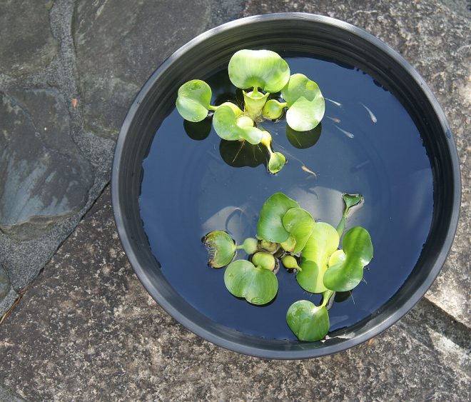 春の新製品】円水鉢でメダカを飼育しよう☆KOTOBUKIの「暮らしにメダカシリーズ」第1弾 | キワメテ！水族館
