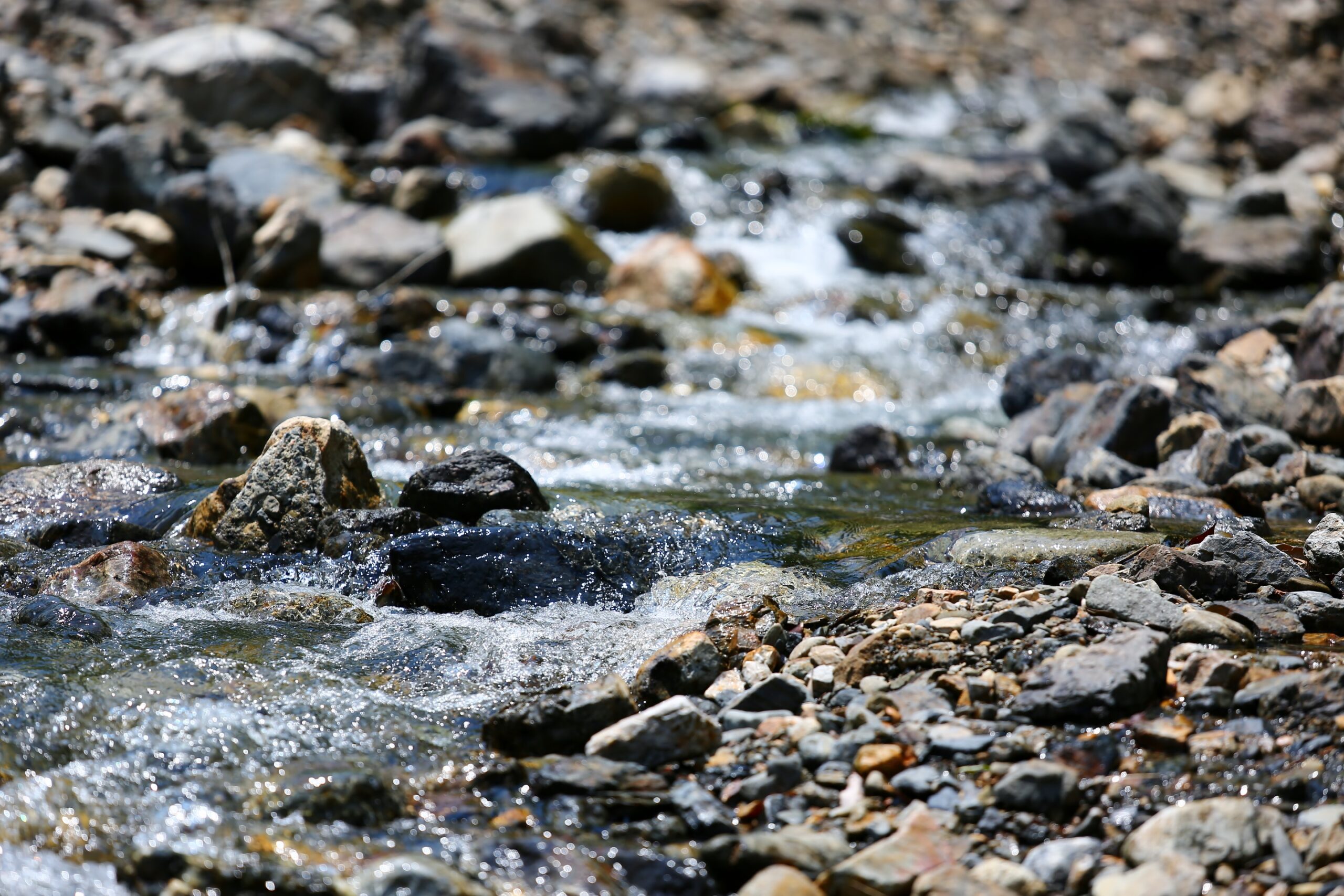 ユーザー訪問／前編】ヤバいくらい川魚が好き☆日本淡水魚画家の異名を